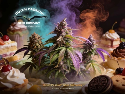 Top 5 autoflower dessert cannabis strains