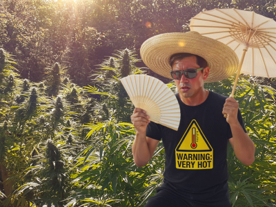 How to protect outdoor cannabis from heat waves