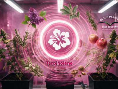 ¿Qué es el terpinoleno y qué efectos tiene este terpeno?