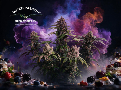 Top 5 autoflowering purple weed strains
