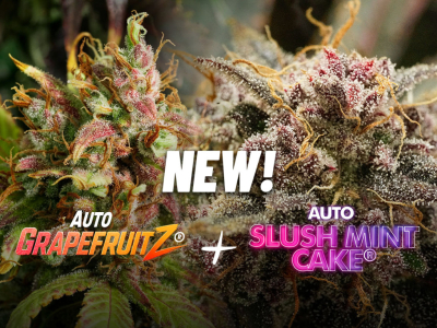 New autoflower cannabis seeds (September 2026)