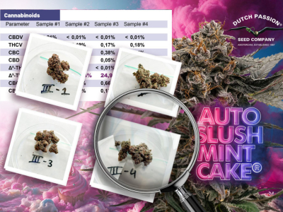 Auto Slush Mint Cake alcanza un 25 % de THC en análisis independientes