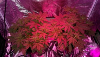 All about Autofem seeds