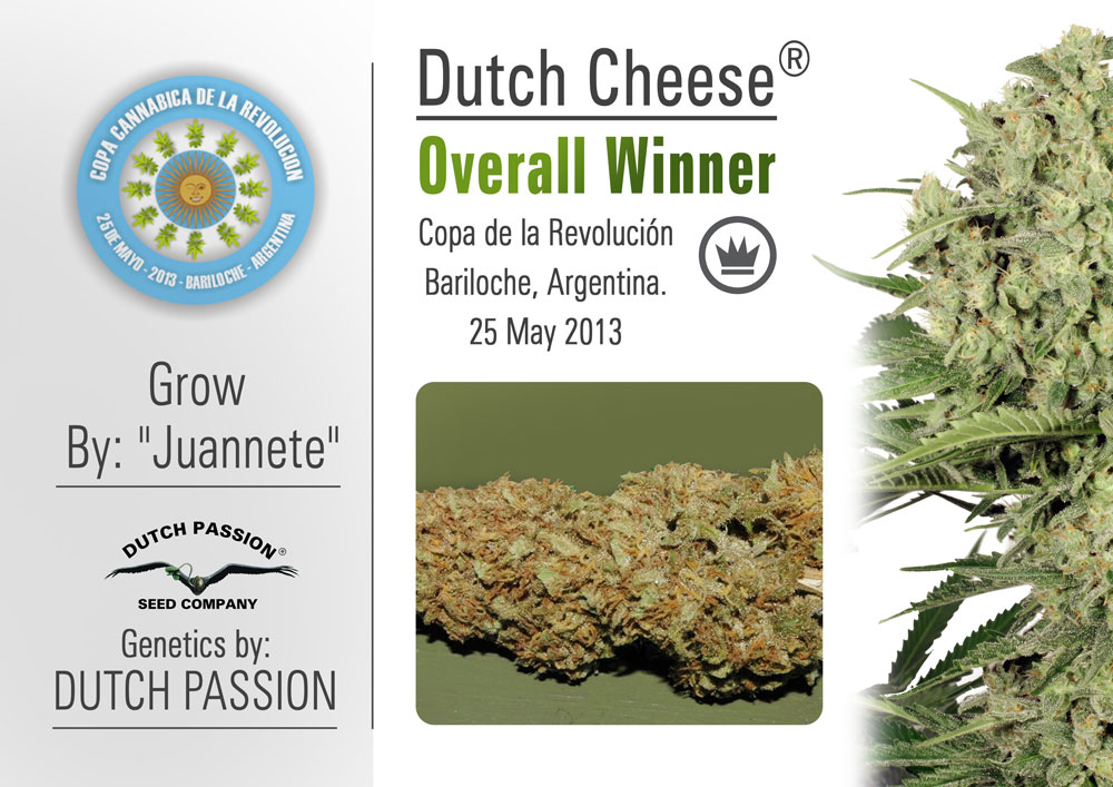 Cannabis Cup Success for Dutch Passion