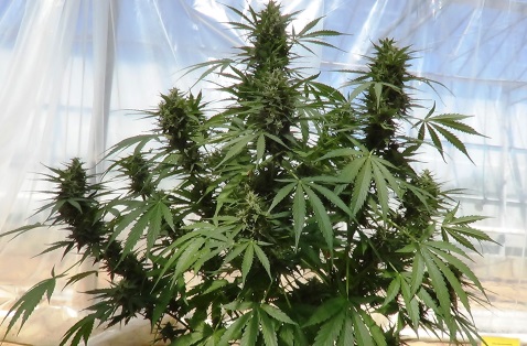 Dutch Passion announce new varieties for 2014