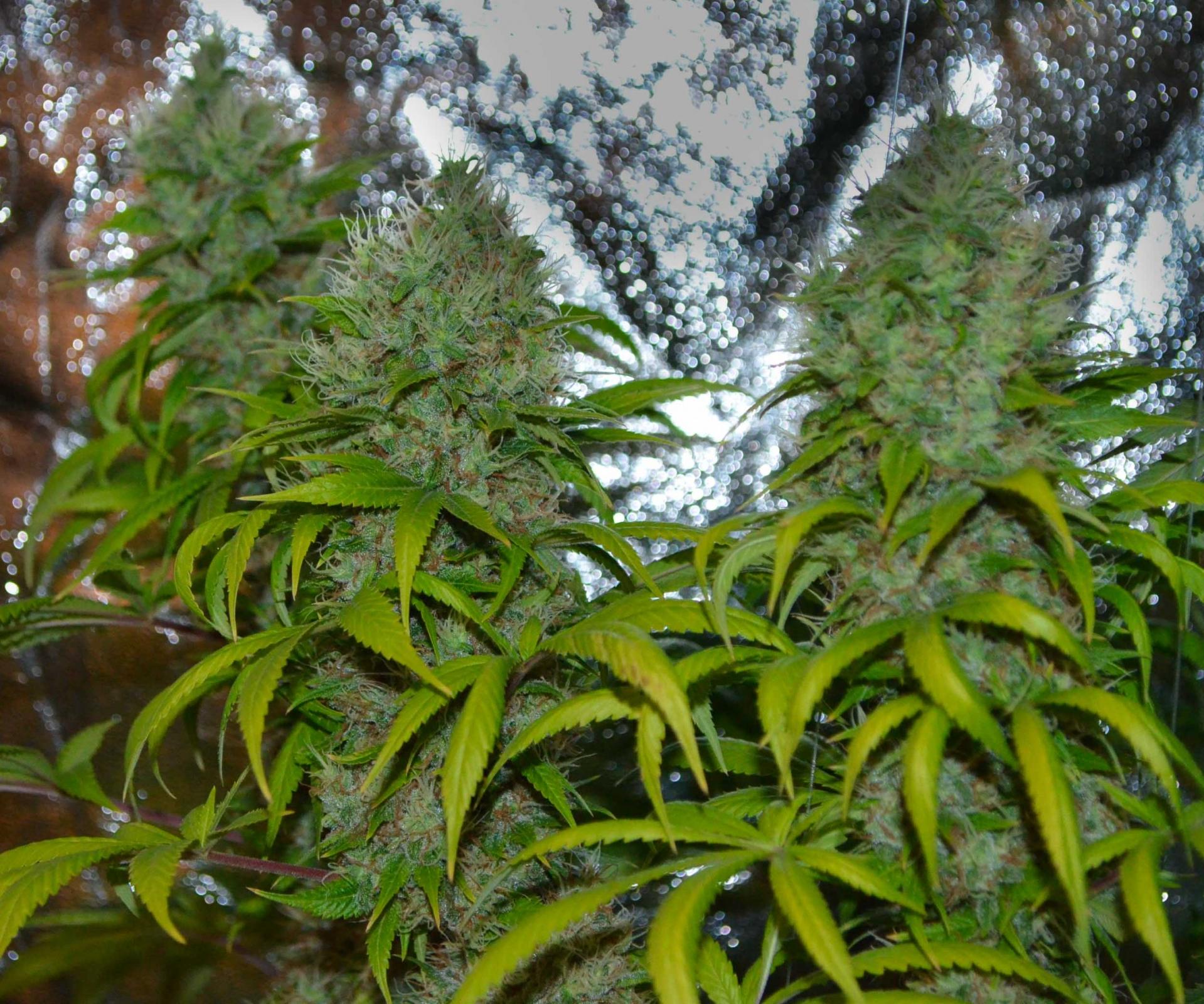 Spain.  Dutch Passion win 'Best Seedbank' Award At Spannabis 2014