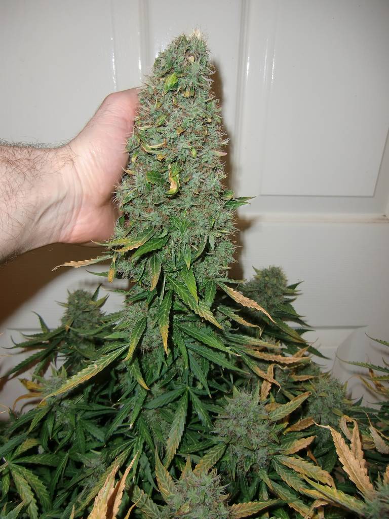 International.  The war on drugs has failed