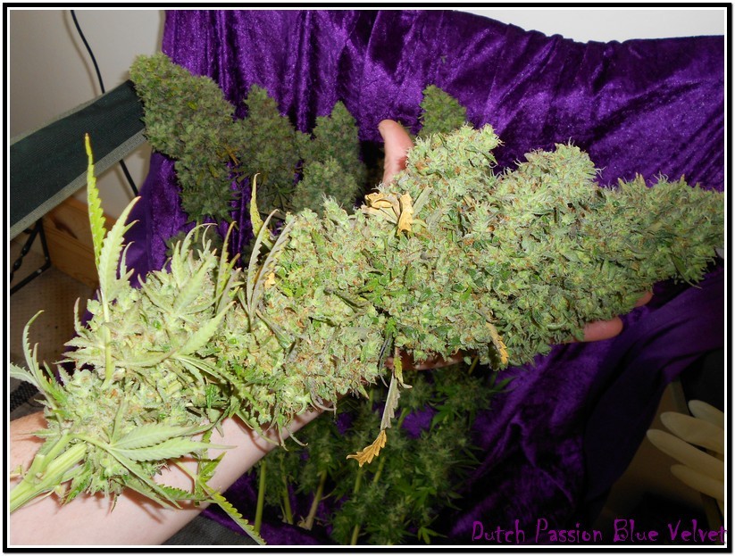CBD Oil Could Be 'Game Changer' For Modern Medicine
