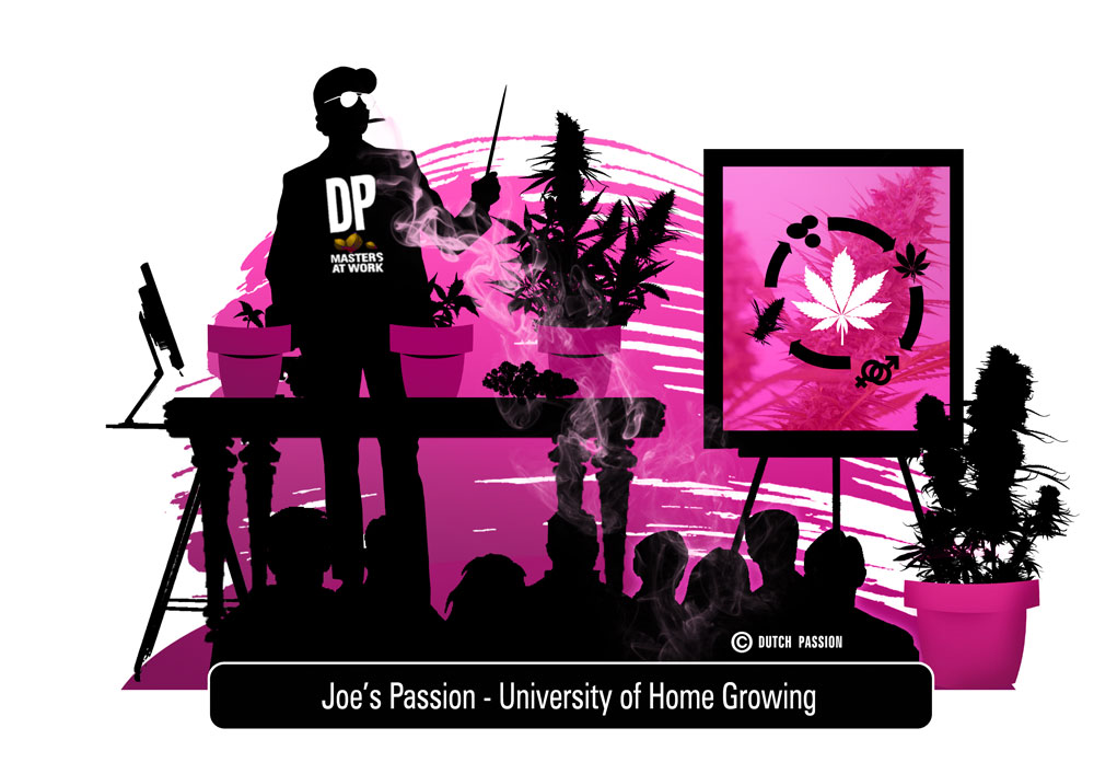 The Cannabis Life Cycle