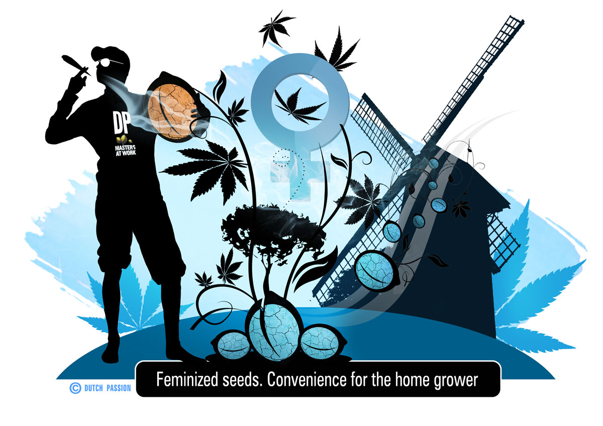 What are feminized cannabis seeds?