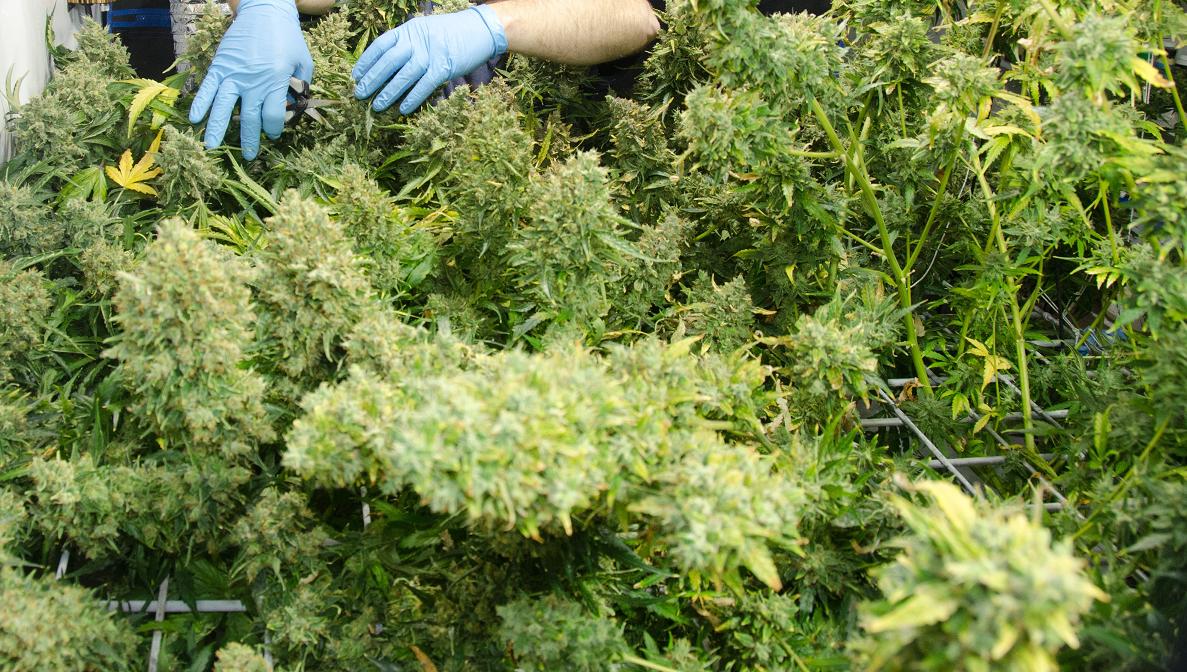 Prague:  Dutch Passion team will be at Cannafest Prague