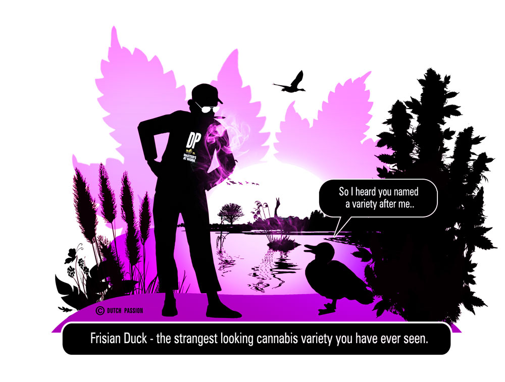 Dutch Passion Frisian Duck.  Cannabis like you have never seen before