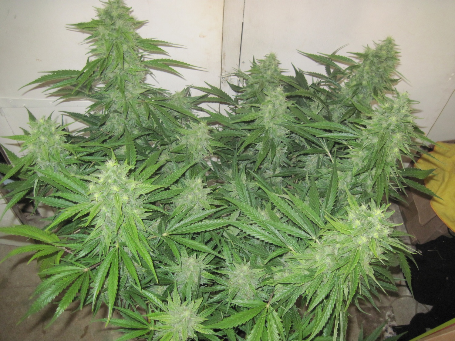 Holland.  Cannabis Liberation Day confirmed for June 14