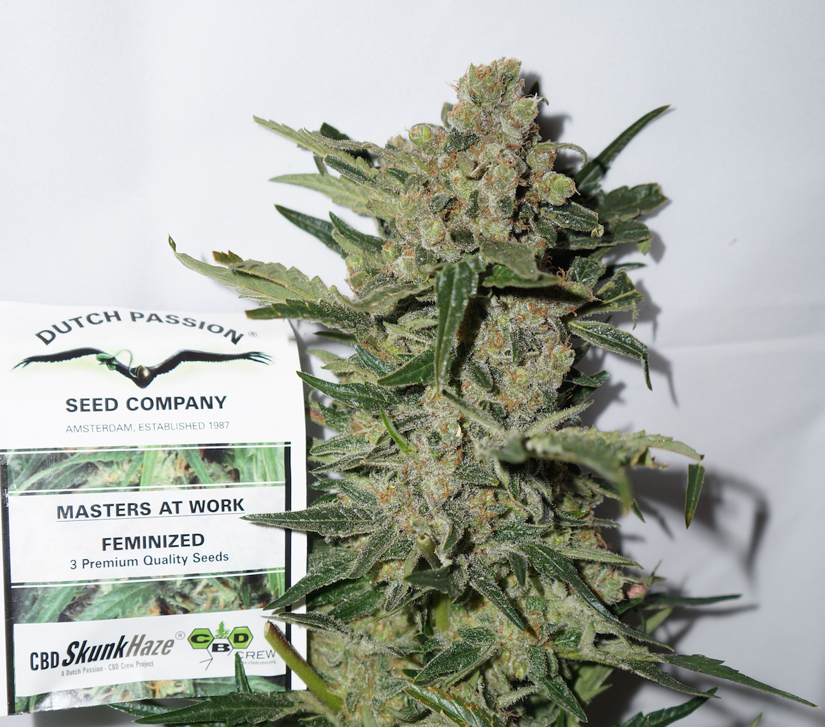 Bermuda.  Cannabis laws relaxed