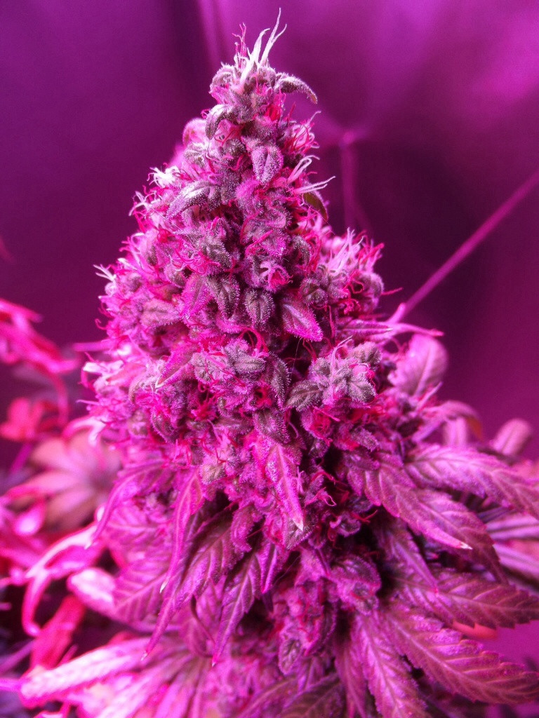 Amsterdam.  Orange Hill Special success at Highlife Cup