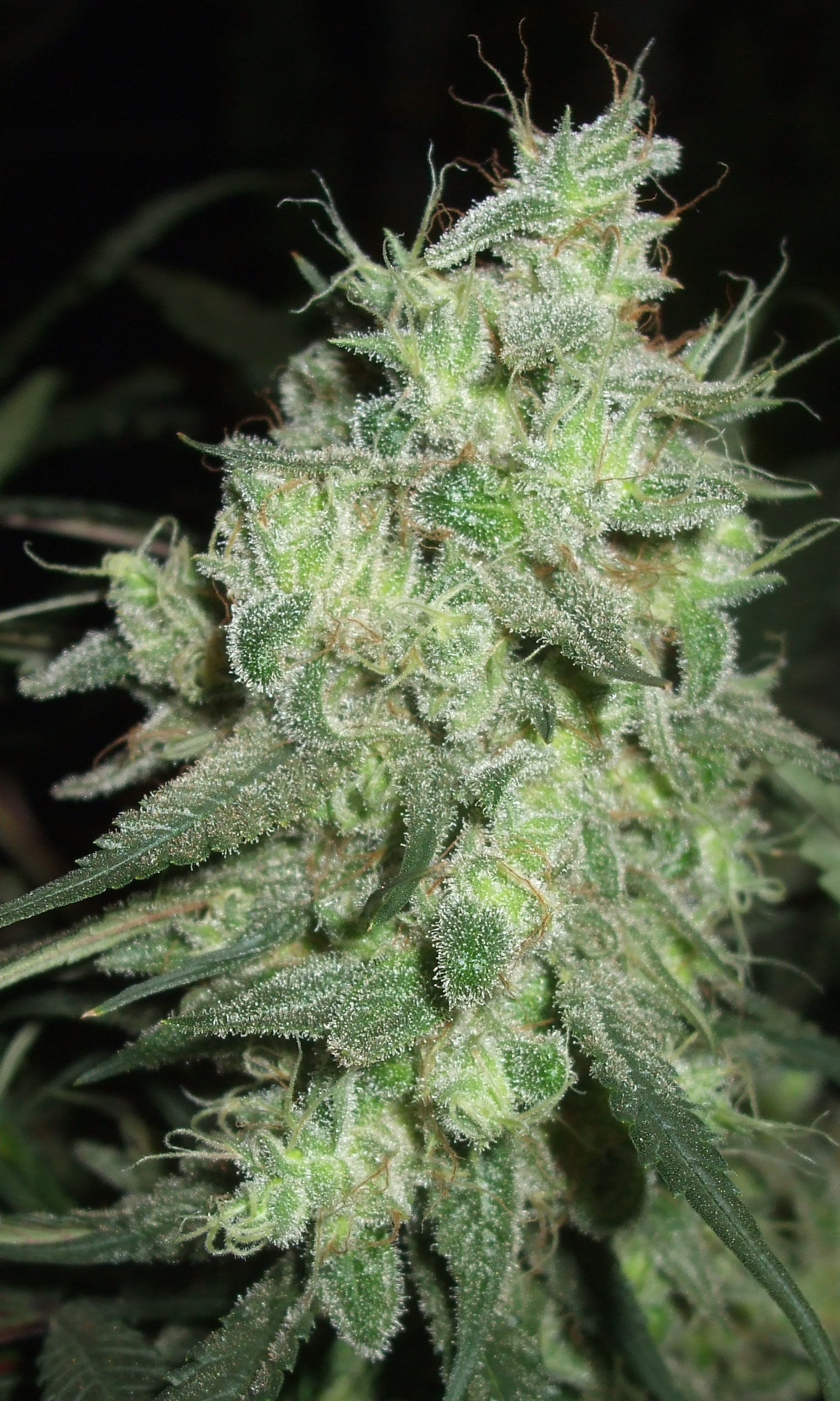 Uruguay.  Desfran takes second prize in 2015 Uruguay Cannabis Cup