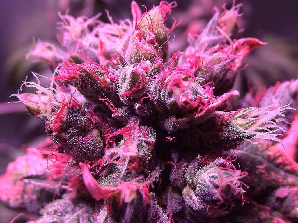 First Prize For Dutch Passion At The HomeGrown Cup