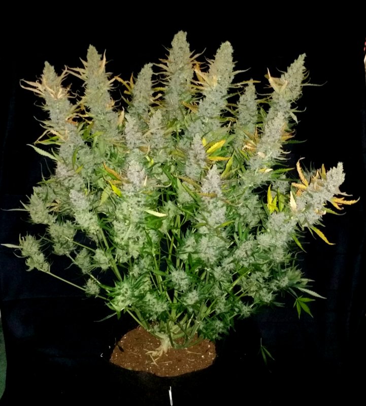 Dutch Passion 2016 new varieties now available to order
