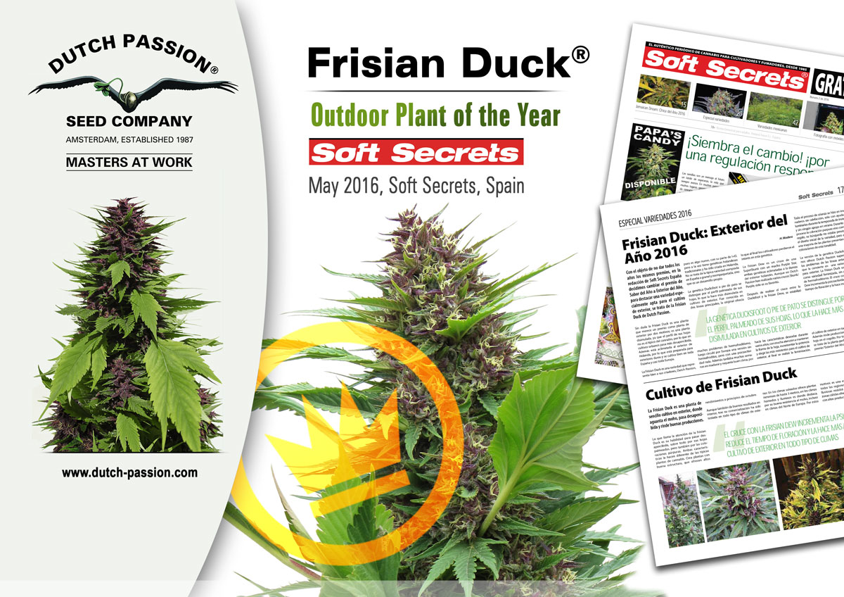 Frisian Duck - Plant Of The Year 2016 award from Soft Secrets Spain
