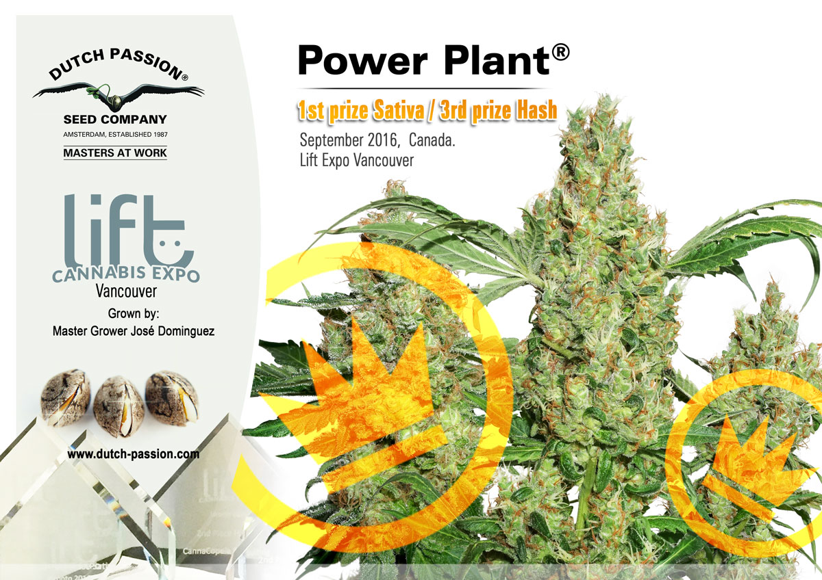 Canada.  Cannabis cup triple success for Dutch Passion