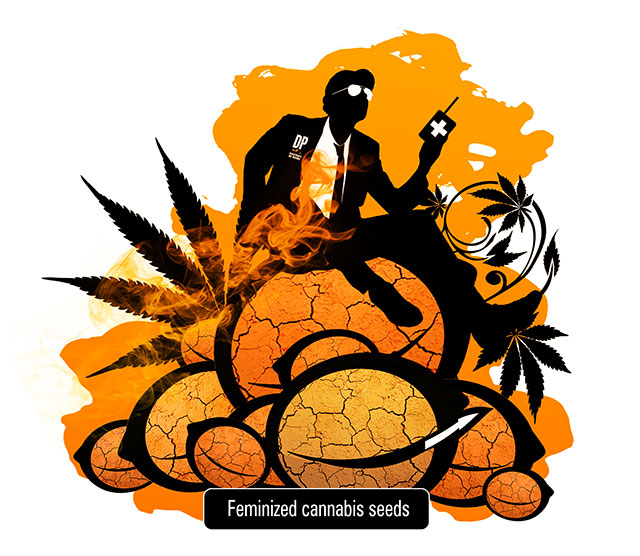 Feminized cannabis seeds