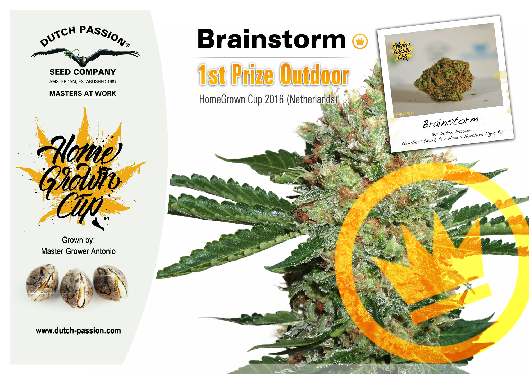 Dutch Passion Brainstorm wins First Prize at Home Grown Cup