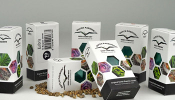 Fake cannabis seeds: How to identify counterfeit Dutch Passion seed packets