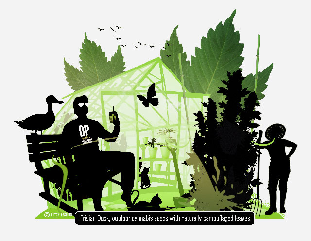 Frisian Duck.  Naturally disguised cannabis from Dutch Passion with camouflaged 