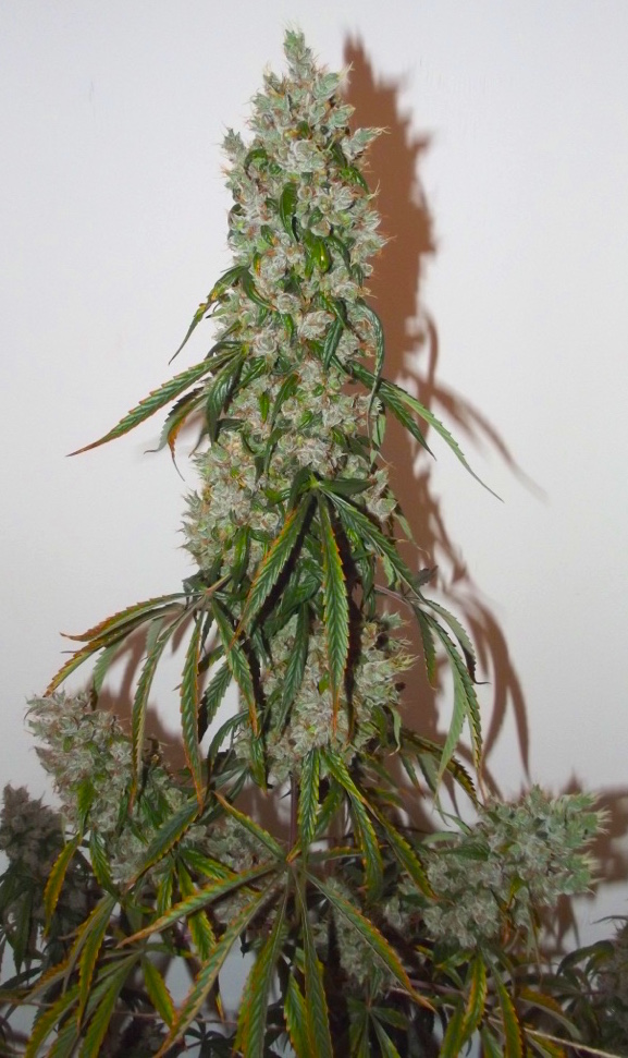 Greece Legalises Medical Cannabis