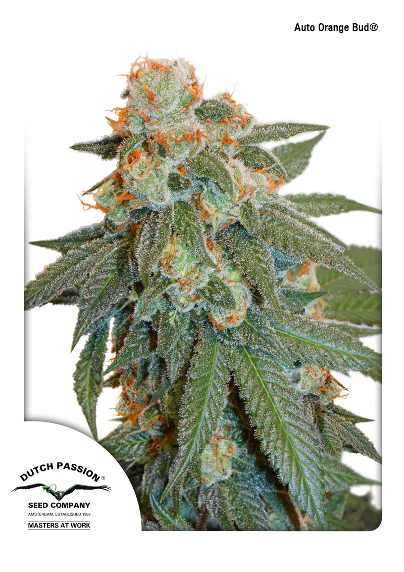 Auto Orange Bud.  Coming September 2017