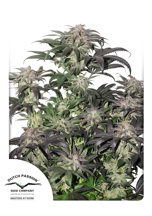 Bubba Island Kush from Dutch Passion.  High THC Kush seeds coming soon