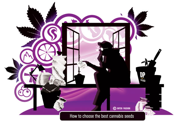 How to choose the best cannabis seeds