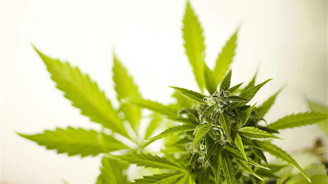 Anhörung zum Umgang mit Cannabis