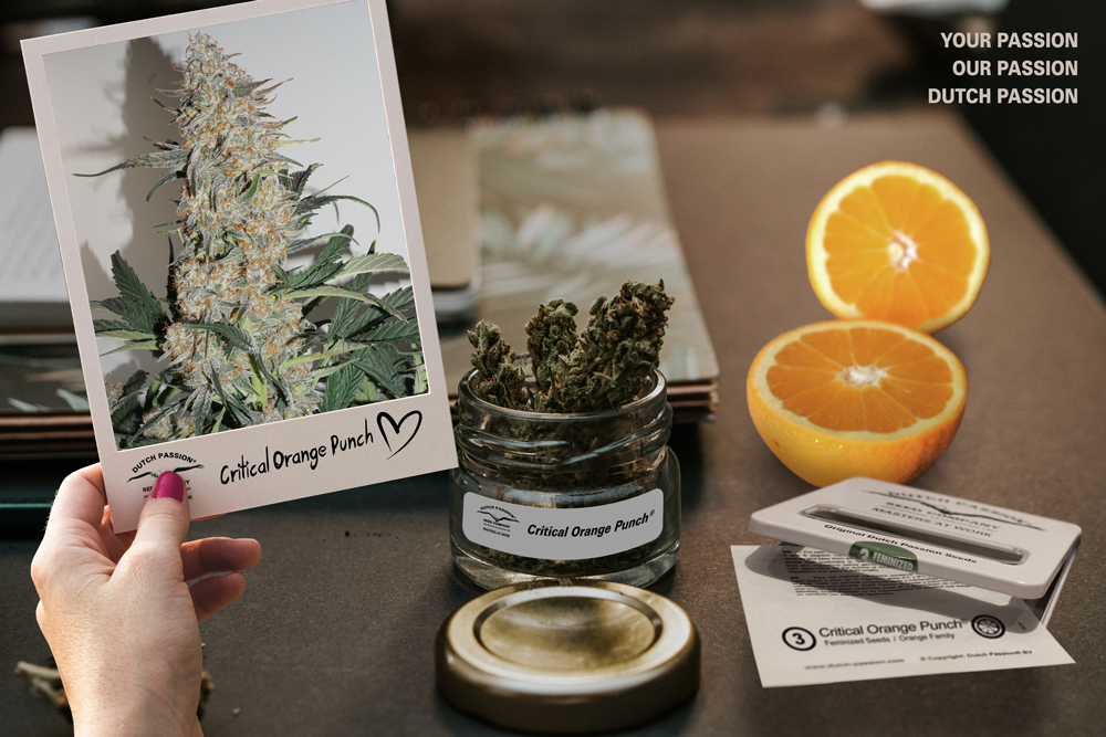 Auto Critical Orange Punch makes the High Times Top 10 varieties of 2018