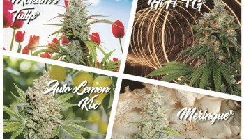 New USA Dutch Passion cannabis seeds for 2019