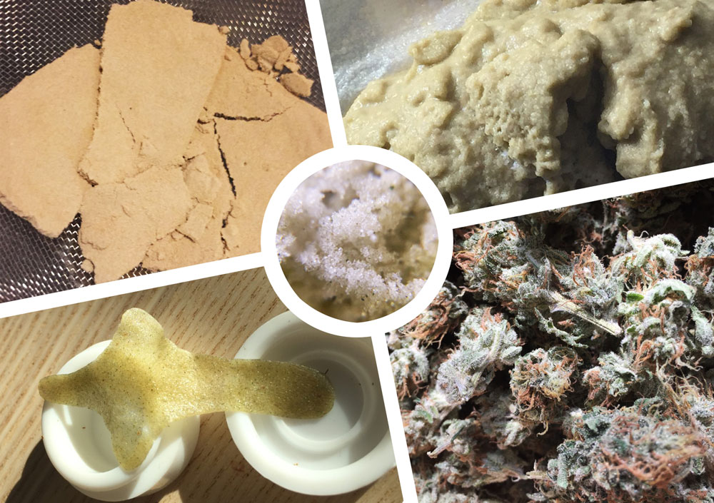 Come produrre Hashish con acqua e ghiaccio
