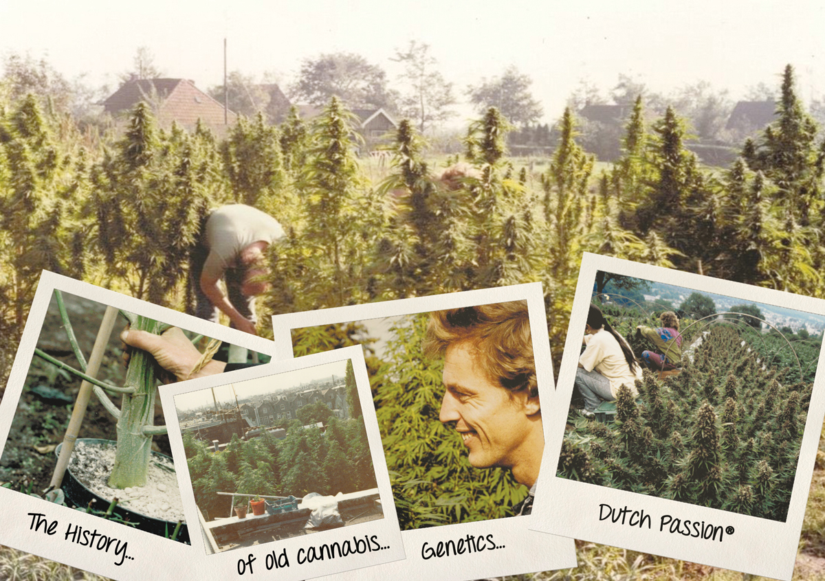 La storia delle vecchie genetiche di cannabis