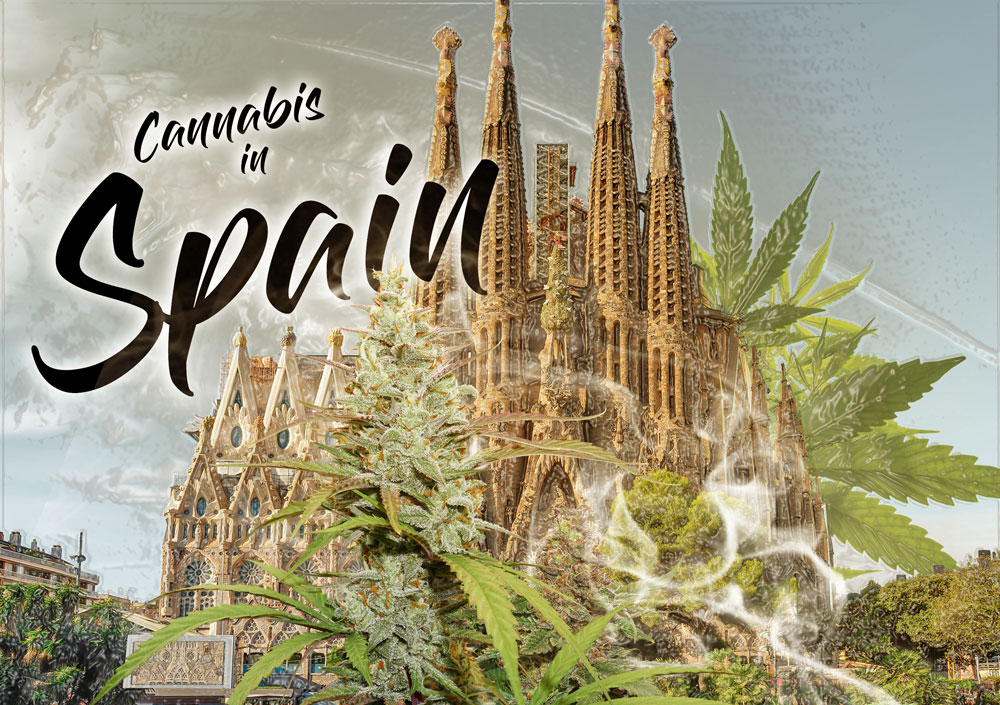 La situación del cannabis en España