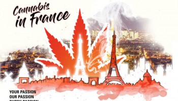 Cannabis en France