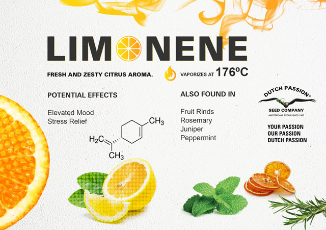 ¿Qué Es el Limoneno y Qué Hace Este Terpeno?
