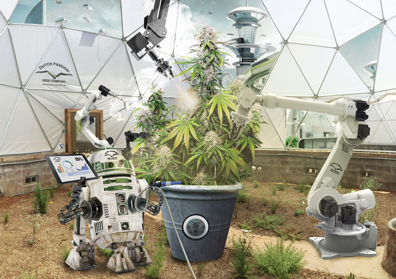 Una mirada al futuro de la marihuana. ¿Cómo será la marihuana en el futuro?