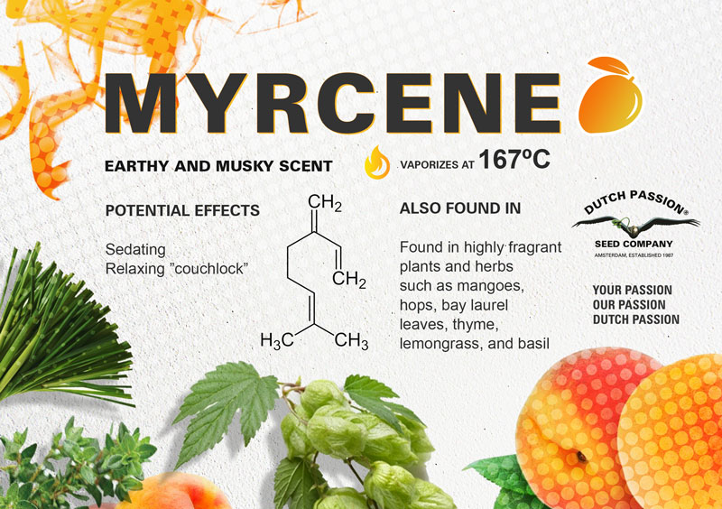 ¿Qué es el mirceno y cuáles son los efectos de este terpeno?