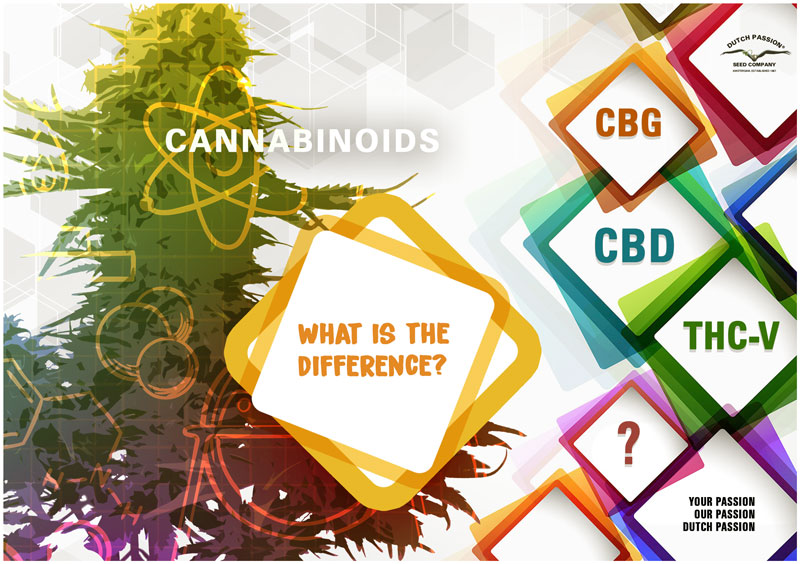 Qual è la differenza fra CBD, CBG e THCV?