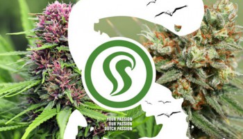¿Qué es la hierba Skunk y cómo ha evolucionado?