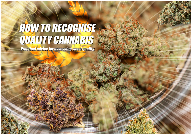 Come riconoscere la cannabis di qualità. Consigli pratici per capire quanto è buona l’erba.