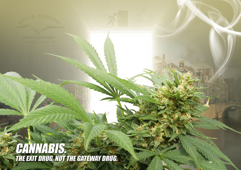 Marihuana. La droga de salida, no la droga de entrada.