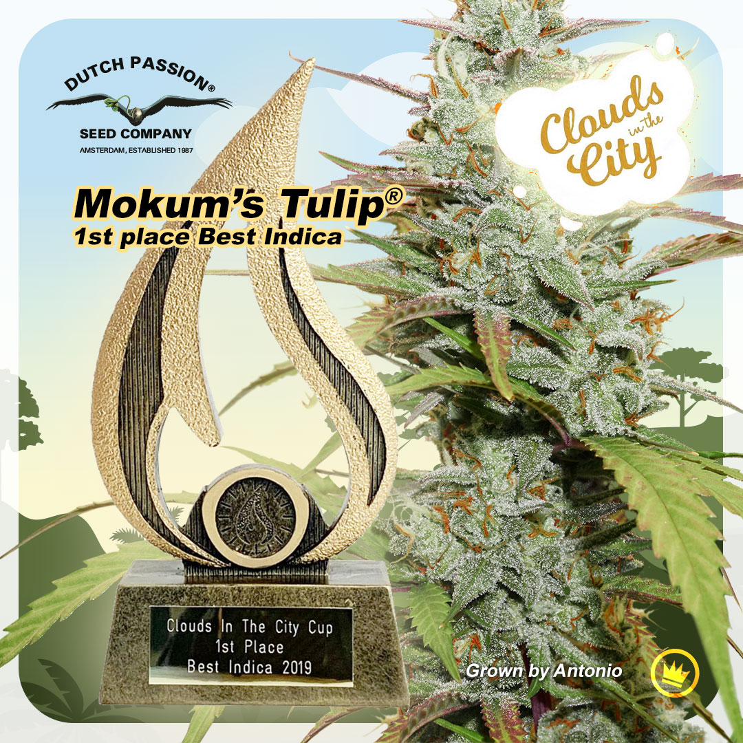 Dutch Passion Cannabis Cup win with Mokum’s Tulip