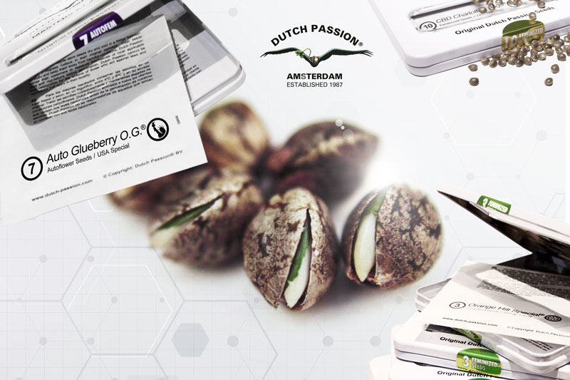 Cómo los nuevos hallazgos científicos cambiarán las genéticas de marihuana en el futuro