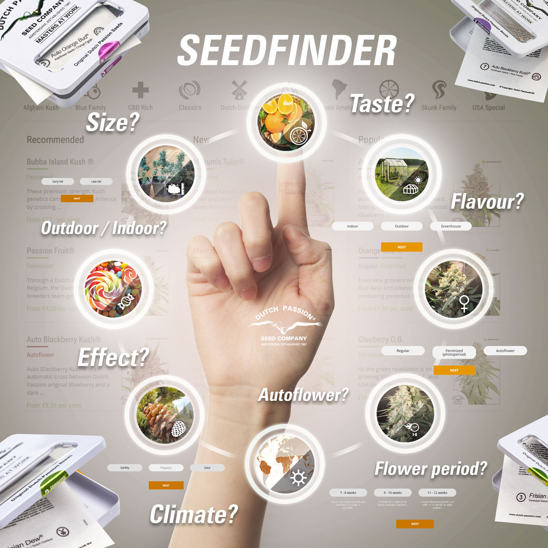 Dutch Passion Seedfinder
