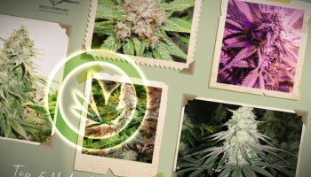 Die besten Cannabis-Hybridsorten